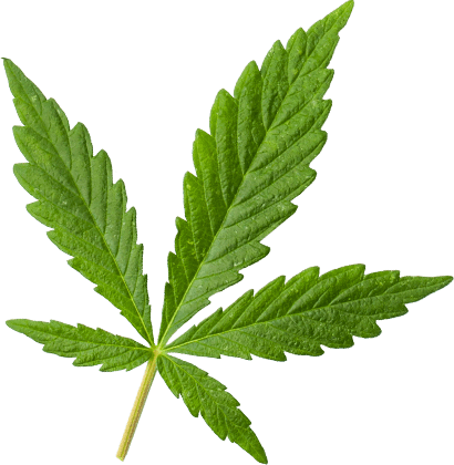 https://expressmedicalmarijuanacards.com/wp-content/uploads/2018/12/marijuana_leaf_extra_large.png